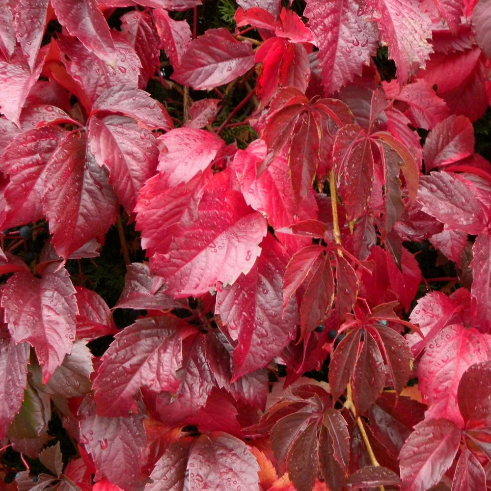 Vigne Vierge Quinquefolia/pot De 1,5l - Tuteur Bambou 30/60 Cm 1 Vigne Vierge Quinquefolia/pot De 1,5l - Tuteur Bambou 30/60 Cm