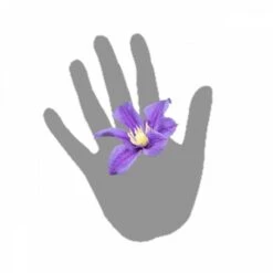 Clématite Integrifolia Arabella/pot De 3l - Echelle Bambou 60/120 Cm -Magasin De Graines De Plantes 63f4cf562b4c53.53611809