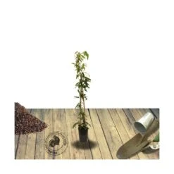 Clématite Armandii Enham Star/pot De 3l - Echelle Bambou 60/120 Cm -Magasin De Graines De Plantes 63f4cf57d6a260.15793300