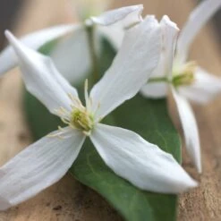 Clématite Armandii Enham Star/pot De 3l - Echelle Bambou 60/120 Cm