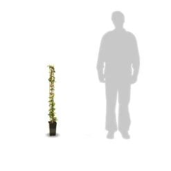 Jasmin étoilé Jasminoïdes/pot De 3l - Echelle Bambou 60/120 Cm 5 Jasmin étoilé Jasminoïdes/pot De 3l - Echelle Bambou 60/120 Cm -Magasin De Graines De Plantes 63f4cf639b70b1.42780413