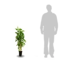 Glycine Du Japon Floribunda Alba/pot De 3l - Echelle Bambou 60/120 Cm 5 Glycine Du Japon Floribunda Alba/pot De 3l - Echelle Bambou 60/120 Cm -Magasin De Graines De Plantes 63f4cf8f106217.36862265