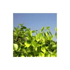 Lierre Des Colchide Colchica Dentata Variegata/pot De 3l - Echelle Bambou 60/120 Cm 7 Lierre Des Colchide Colchica Dentata Variegata/pot De 3l - Echelle Bambou 60/120 Cm -Magasin De Graines De Plantes 63f4cfeaeaa613.37860565