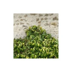 Lierre Des Colchide Colchica Dentata Variegata/pot De 3l - Echelle Bambou 60/120 Cm 6 Lierre Des Colchide Colchica Dentata Variegata/pot De 3l - Echelle Bambou 60/120 Cm -Magasin De Graines De Plantes 63f4cfeaedea79.37613932