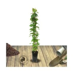 Clématite Florida Cassis™ 'evipo020'/pot De 1,5l - Tuteur Bambou 30/60 Cm -Magasin De Graines De Plantes 63f4d002428a29.44392259