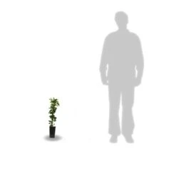 Chèvrefeuille Japonica Hall's Prolific/pot De 1,5l - Tuteur Bambou 30/60 Cm -Magasin De Graines De Plantes 63f4d010891aa4.12503587