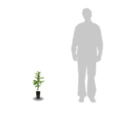 Bignone Radicans Yellow Trumpet/pot De 1l - Tuteur 60 Cm -Magasin De Graines De Plantes 63f4d040d39796.76035925