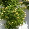 Bignone Radicans Yellow Trumpet/pot De 1l - Tuteur 60 Cm