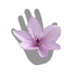 Clématite Hagley Hybrid/pot De 3l - Echelle Bambou 60/120 Cm 7 Clématite Hagley Hybrid/pot De 3l - Echelle Bambou 60/120 Cm -Magasin De Graines De Plantes 63f4d042424208.54318118