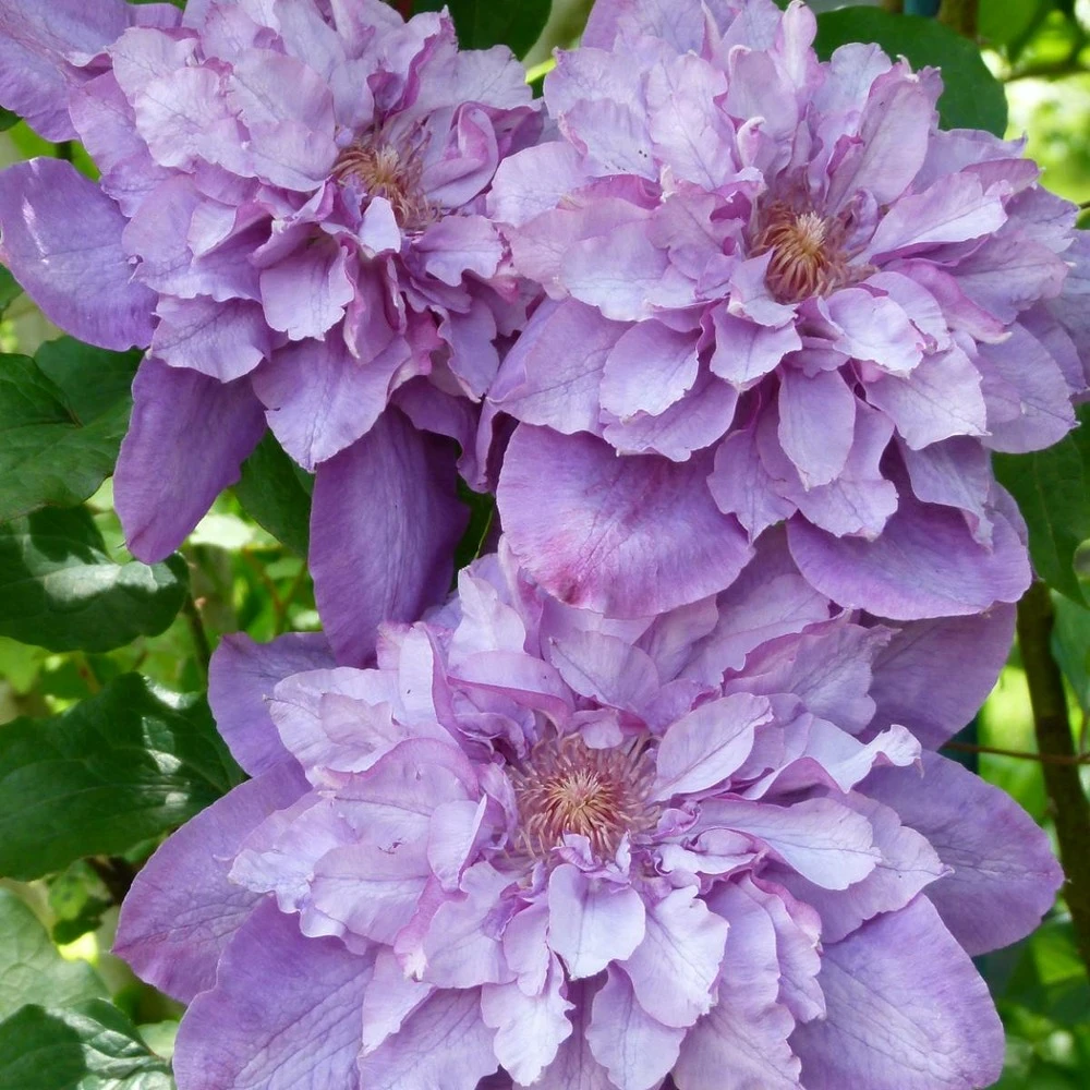 Clématite Vyvyan Pennell/pot De 1,5l - Tuteur Bambou 30/60 Cm 3 Clématite Vyvyan Pennell/pot De 1,5l - Tuteur Bambou 30/60 Cm – Image 3