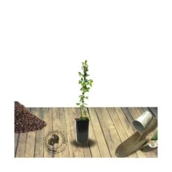 Clématite Vyvyan Pennell/pot De 1,5l - Tuteur Bambou 30/60 Cm 12 Clématite Vyvyan Pennell/pot De 1,5l - Tuteur Bambou 30/60 Cm -Magasin De Graines De Plantes 63f4d0720e7252.93326142