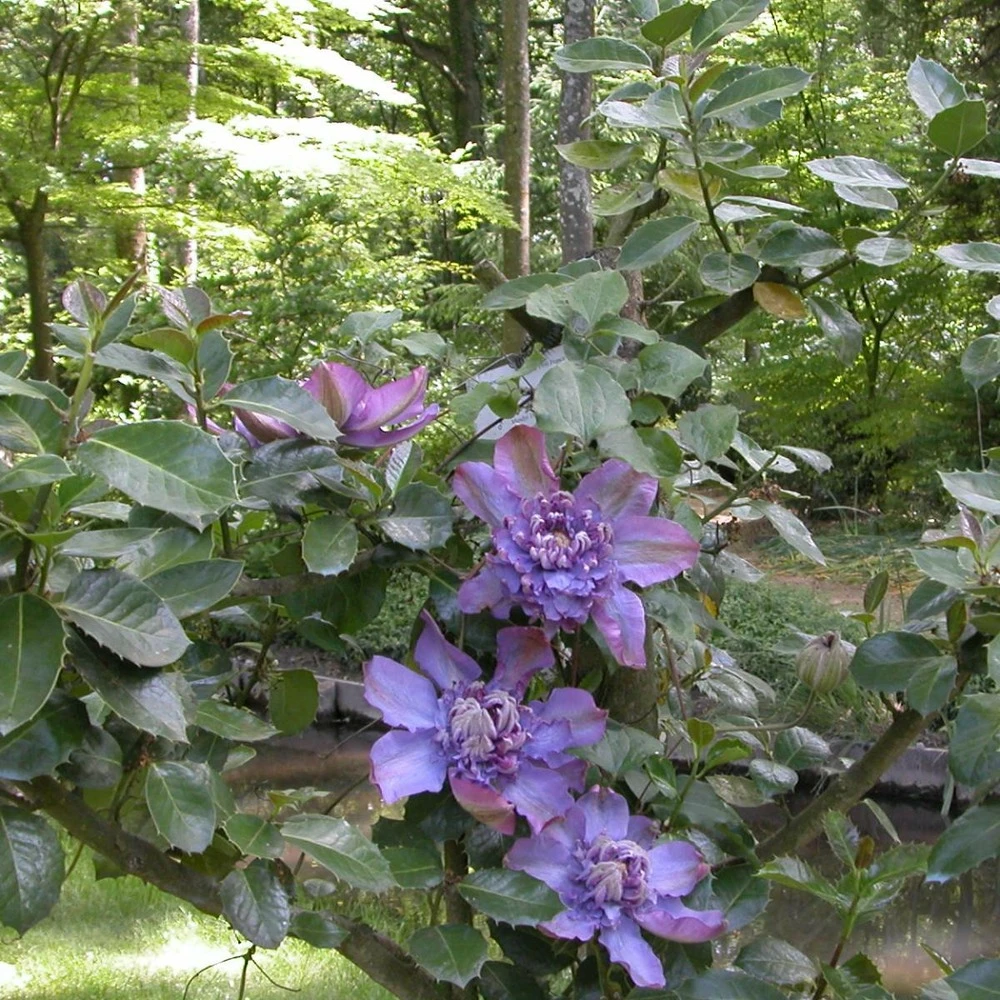 Clématite Vyvyan Pennell/pot De 1,5l - Tuteur Bambou 30/60 Cm 4 Clématite Vyvyan Pennell/pot De 1,5l - Tuteur Bambou 30/60 Cm – Image 4