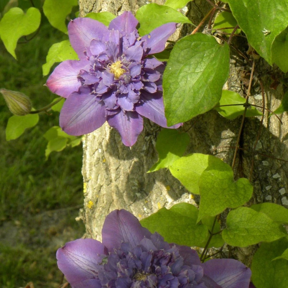 Clématite Vyvyan Pennell/pot De 1,5l - Tuteur Bambou 30/60 Cm 2 Clématite Vyvyan Pennell/pot De 1,5l - Tuteur Bambou 30/60 Cm – Image 2