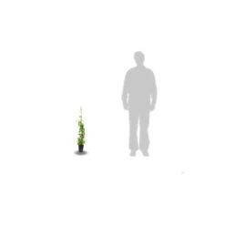 Chèvrefeuille X Tellmanniana/pot De 3l - Echelle Bambou 60/120 Cm -Magasin De Graines De Plantes 63f4d0b4146405.69665510