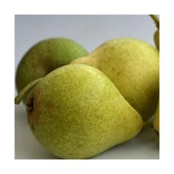 Poirier Communis Bon Chretien William/pot De 10l - Gobelet 2 Ans -Magasin De Graines De Plantes 63f4d1ec096f51.86396395