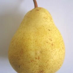 Poirier Communis Bon Chretien William/pot De 10l - Gobelet 2 Ans