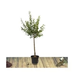 Poirier Communis Beurré Hardy/pot De 10l - Gobelet 2 Ans -Magasin De Graines De Plantes 63f4d1fd699904.34815299