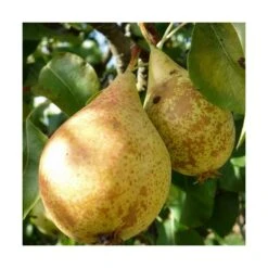 Poirier Communis Beurré Hardy/pot De 10l - Gobelet 2 Ans -Magasin De Graines De Plantes 63f4d1fd7d0c69.33293514