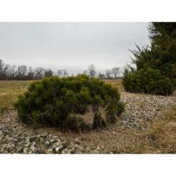 Pin De Montagne Mugo Var. Pumilio/pot De 12l - 50/60 Cm -Magasin De Graines De Plantes 63f4d2fa2a3705.74337881