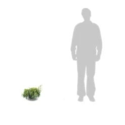 Faux Cyprès Pisifera Sungold/pot De 3l - 20/40 Cm -Magasin De Graines De Plantes 63f4d326a0bb09.02367901