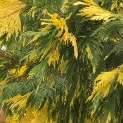 Cèdre à Encens Decurrens Aureovariegata/godet - 5/20 Cm