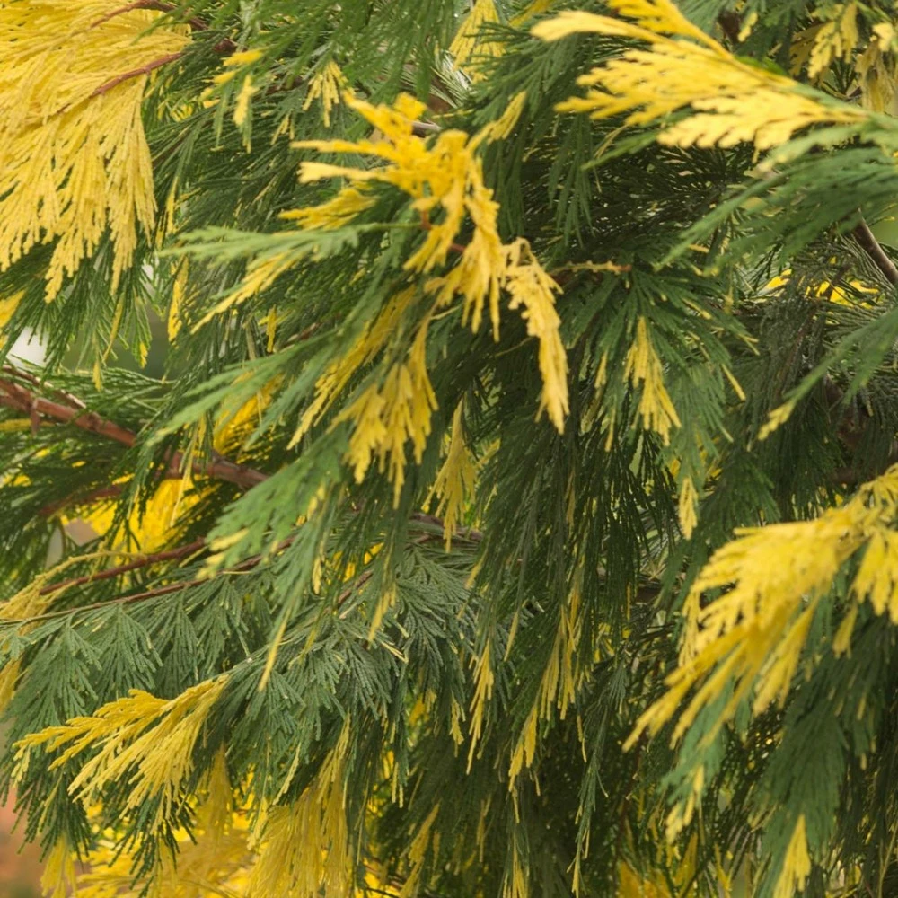 Cèdre à Encens Decurrens Aureovariegata/godet - 5/20 Cm 1 Cèdre à Encens Decurrens Aureovariegata/godet - 5/20 Cm