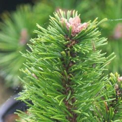 Pin De Montagne Mugo Var. Pumilio/pot De 3l - 20/40 Cm -Magasin De Graines De Plantes 63f4d346ceb991.37651790