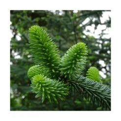 Sapin D'andalousie Pinsapo/godet - 5/20 Cm