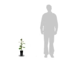 Kiwi Chinensis Tomuri (mâle)/pot De 1,5l - 20/50 Cm -Magasin De Graines De Plantes 63f4d5da05cd18.24275131