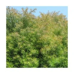 Cèdre Du Japon Japonica Elegans/pot De 3l - 20/40 Cm -Magasin De Graines De Plantes 63f4d5eff1d7c6.01559601