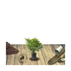 Cèdre Du Japon Japonica Elegans/pot De 3l - 20/40 Cm -Magasin De Graines De Plantes 63f4d5f00502c0.26875910