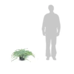 Genévrier écailleux Squamata Blue Carpet/pot De 5l - 40/60 Cm -Magasin De Graines De Plantes 63f4d6076e4c51.14450842