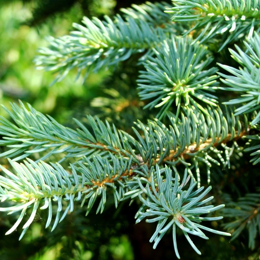 Épinette D'engelmann Engelmannii Glauca/godet - 5/20 Cm 1 Épinette D'engelmann Engelmannii Glauca/godet - 5/20 Cm