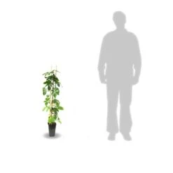 Vigne Vierge Quinquefolia Red Wall® 'troki'/pot De 3l - Echelle Bambou 60/120 Cm -Magasin De Graines De Plantes 63f4d6611db854.28484356