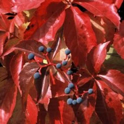 Vigne Vierge Quinquefolia Red Wall® 'troki'/pot De 3l - Echelle Bambou 60/120 Cm -Magasin De Graines De Plantes 63f4d6612d2810.92526727