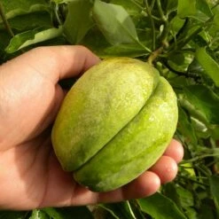 Arauja Sericofera Rosea/pot De 1,5l - Tuteur Bambou 30/60 Cm -Magasin De Graines De Plantes 63f4d74f476575.30418710