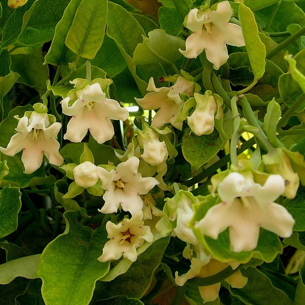 Arauja Sericofera Alba/pot De 1,5l - 20/50 Cm 1 Arauja Sericofera Alba/pot De 1,5l - 20/50 Cm