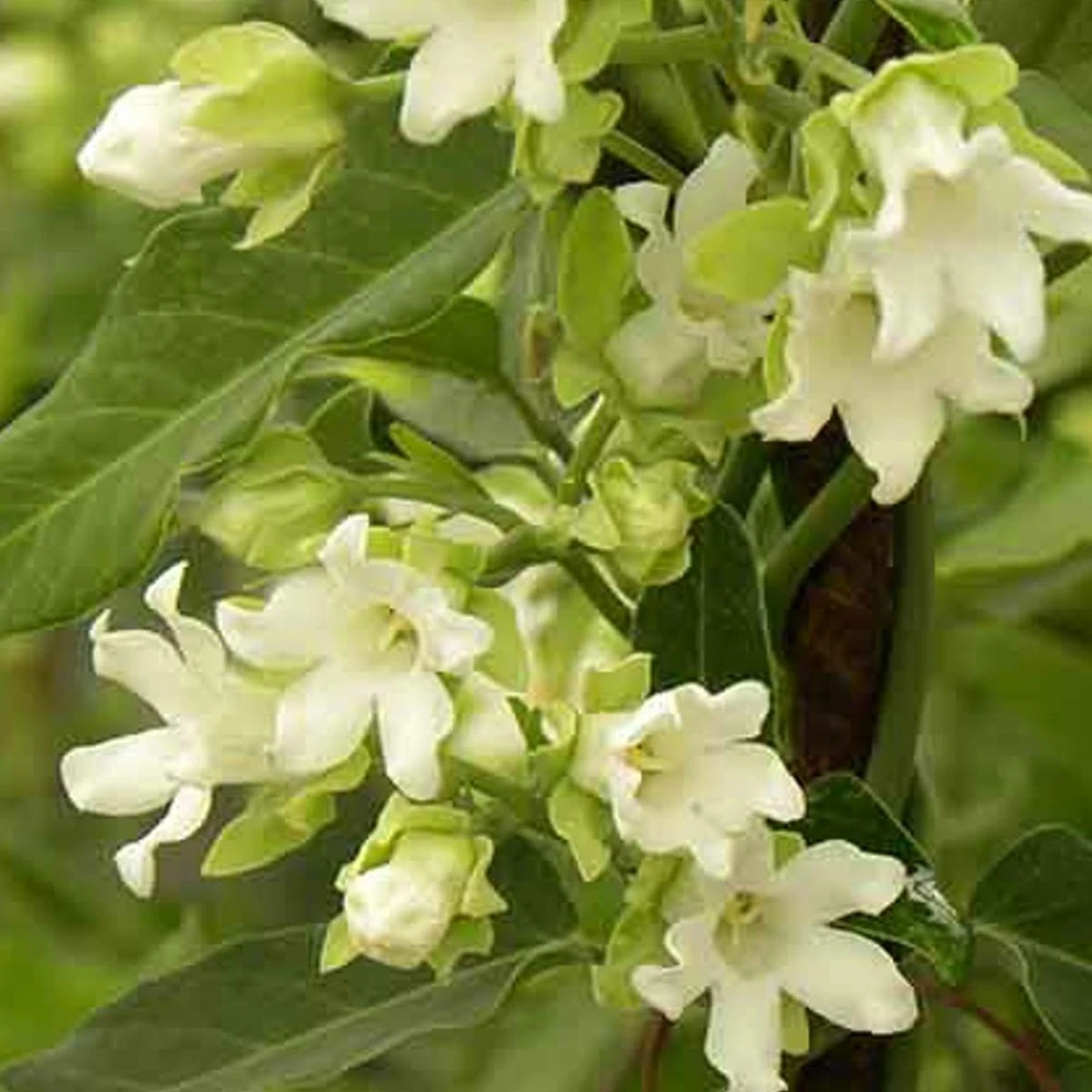 Arauja Sericofera Alba/pot De 1,5l - 20/50 Cm 2 Arauja Sericofera Alba/pot De 1,5l - 20/50 Cm – Image 2