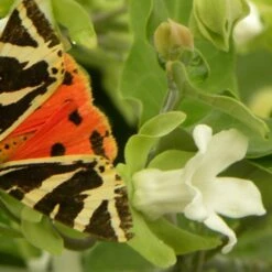 Arauja Sericofera Alba/pot De 1,5l - 20/50 Cm 5 Arauja Sericofera Alba/pot De 1,5l - 20/50 Cm -Magasin De Graines De Plantes 63f4d751d73372.03628653