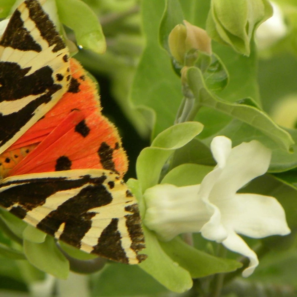 Arauja Sericofera Alba/pot De 1,5l - 20/50 Cm 3 Arauja Sericofera Alba/pot De 1,5l - 20/50 Cm – Image 3
