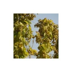 Houblon Doré Aureus/pot De 1,5l - 10/20 Cm -Magasin De Graines De Plantes 63f4d7d92661e6.52248859