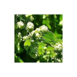 Houblon Doré Aureus/pot De 1,5l - 10/20 Cm -Magasin De Graines De Plantes 63f4d7d9321459.56238325