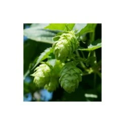 Houblon Doré Aureus/pot De 1,5l - 10/20 Cm -Magasin De Graines De Plantes 63f4d7d9397a81.13001186