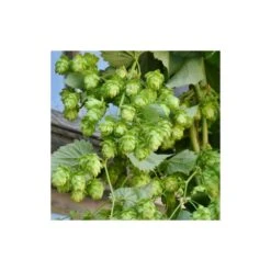 Houblon Doré Aureus/pot De 1,5l - 10/20 Cm -Magasin De Graines De Plantes 63f4d7d93d73e1.38988040