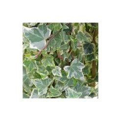 Lierre Des Bois Helix Glacier/pot De 7,5l - 100/150 Cm -Magasin De Graines De Plantes 63f4d7dda497b6.98200062