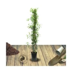 Jasmin étoilé Jasminoïdes Variegata/pot De 10l - 200/300 Cm Sur Ficelle -Magasin De Graines De Plantes 63f4d7e1931e03.49259872