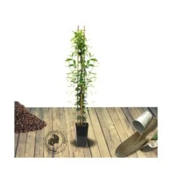 Jasmin étoilé Jasminoïdes Variegata/pot De 10l - 200/300 Cm Sur Ficelle -Magasin De Graines De Plantes 63f4d7e1963085.15874906