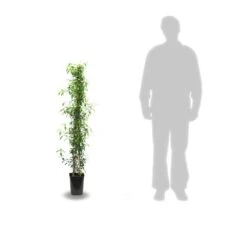 Jasmin étoilé Jasminoïdes Variegata/pot De 10l - 200/300 Cm Sur Ficelle -Magasin De Graines De Plantes 63f4d7e1994e84.74776720