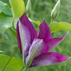 Clématite Picardy™ 'evipo024'/pot De 1,5l - Tuteur Bambou 30/60 Cm 9 Clématite Picardy™ 'evipo024'/pot De 1,5l - Tuteur Bambou 30/60 Cm -Magasin De Graines De Plantes 63f4d7f9217e01.06139563