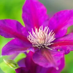 Clématite Picardy™ 'evipo024'/pot De 1,5l - Tuteur Bambou 30/60 Cm 10 Clématite Picardy™ 'evipo024'/pot De 1,5l - Tuteur Bambou 30/60 Cm -Magasin De Graines De Plantes 63f4d7f92b77d3.70090081